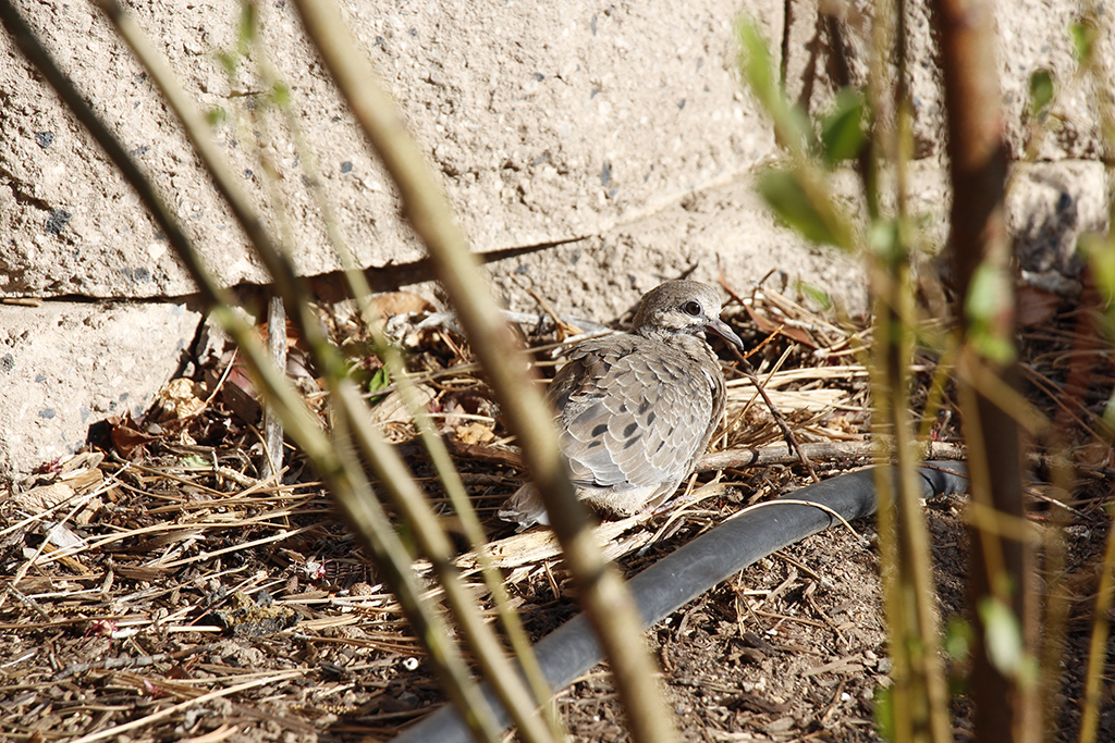 Mourning Dove Fledglings